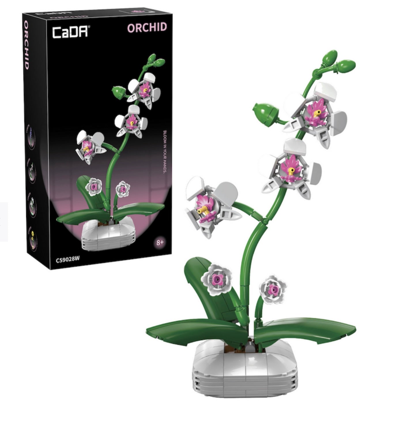 Cada orchid