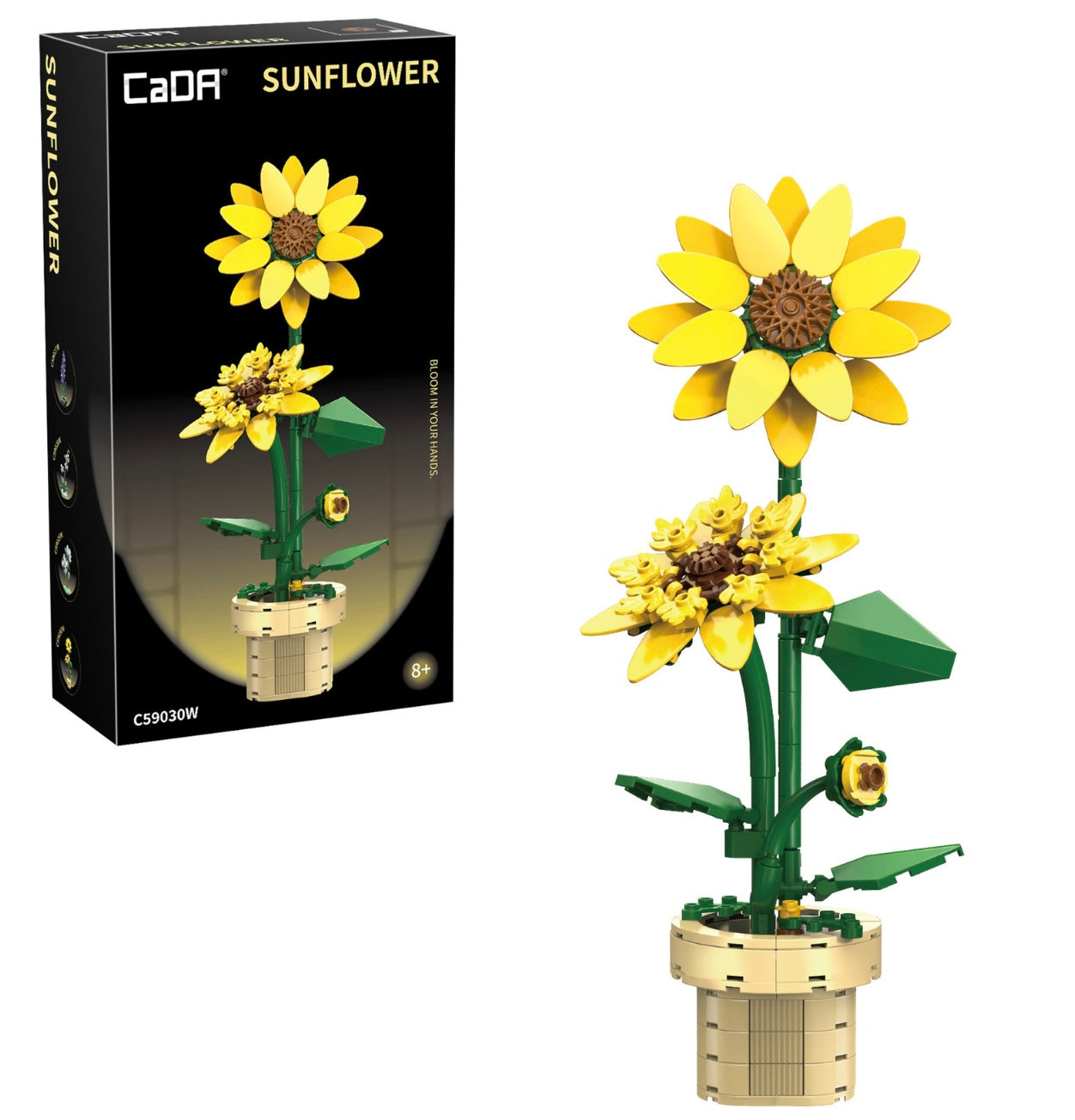 Cada sunflower